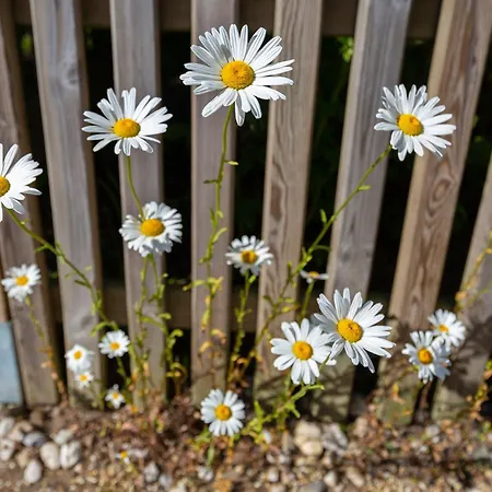 Am Moenchneversdorfer * Schonwalde am Bungsberg